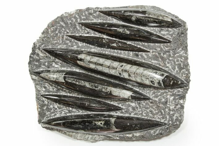 Polished Fossil Orthoceras (Cephalopod) Plate - Morocco #352330